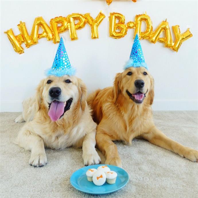 Поздравление Собаке С Днем Рождения 1 Год