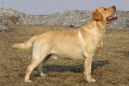 Russian store golden retriever