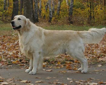 Russian retriever cheap