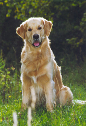 HISTORY OF RETRIEVERS IN RUSSIA - The Russian Retriever Club.