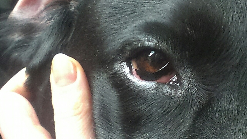 Офтальмоферон Собаке В Глаза Можно