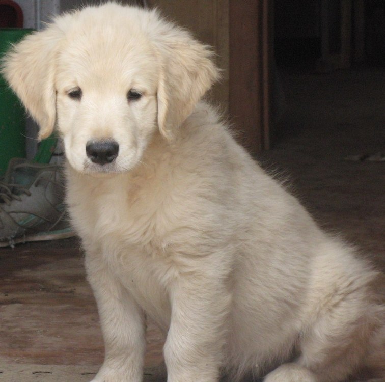 Фото щенка золотистого ретривера в 4 месяца
