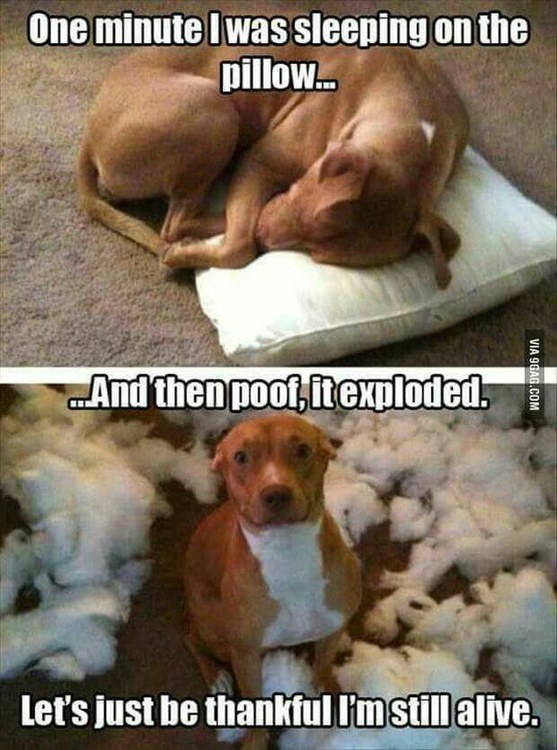 dog-funny-hahaha-hilarious-Favim.com-2803112.jpg