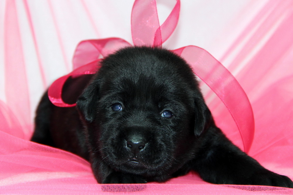 Кличка собаки черного цвета. Лабрадор черный щенок. Лабрадор черный пушистый. Черный лабрадор щенок мальчик. Лабрадор щенок девочка.