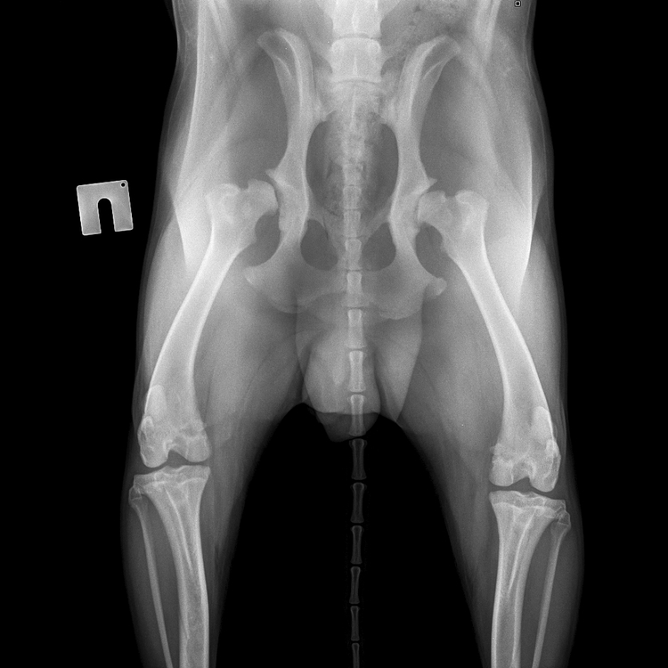 Скелет Крупный 25-45 kg -Тазовые  кости VD-08.05.2017-11_10_49-90.JPEG