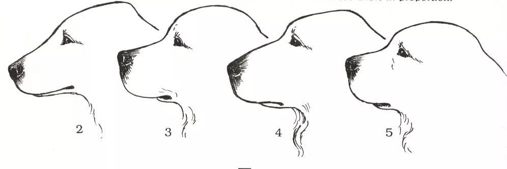 Какой нос у щенка. Строение черепа алабая. Форма головы у алабая. Форма головы у лабрадора. Форма головы лабрадора ретривера.