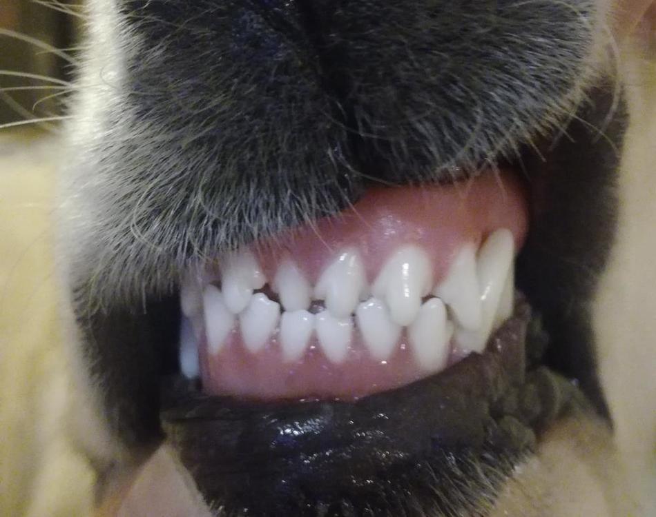 зубы11.jpg