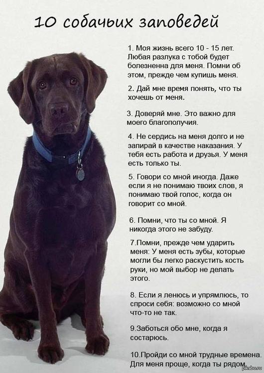 10 заповедей собаки.jpg