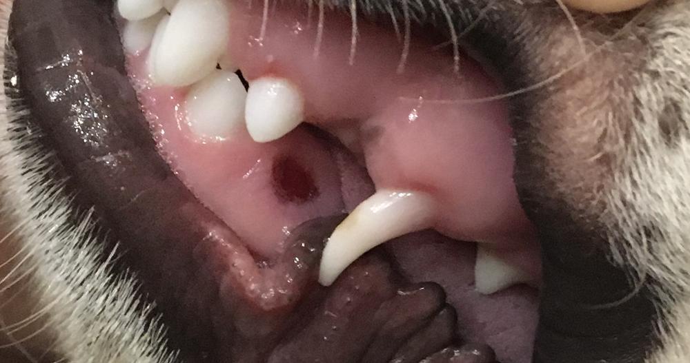 Удаление зубов у собак: советы и рекомендации