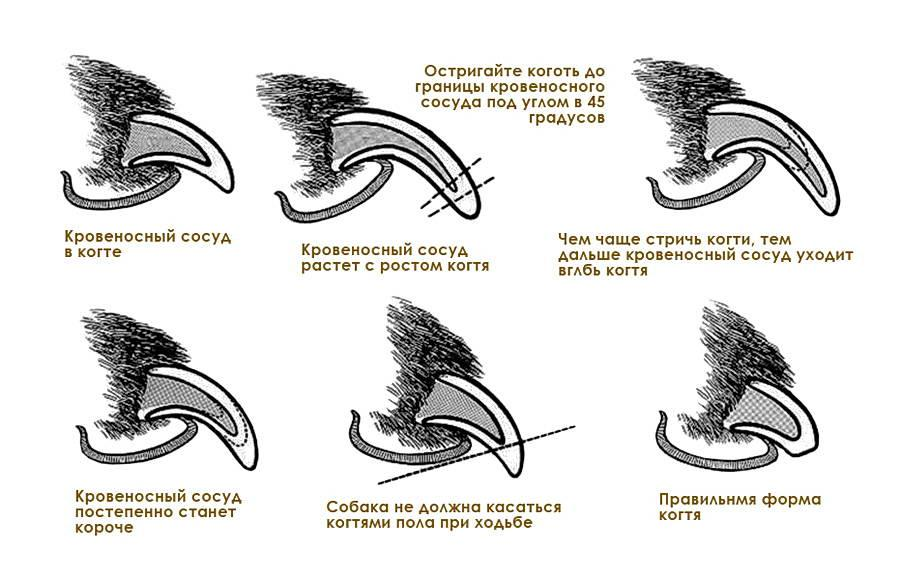 Как подстригать кошке когти когтерезом. Как понять как стричь когти собаке. Нестриженные когти у собак. Как обстричь когти собаки. Как стричь ногти собаке той терьеру.
