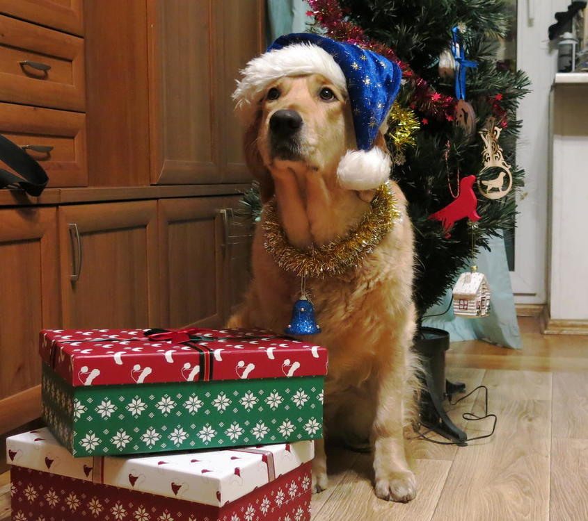 Буля новогодняя.JPG