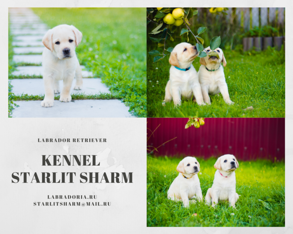 Kennel Starlit Sharm.png