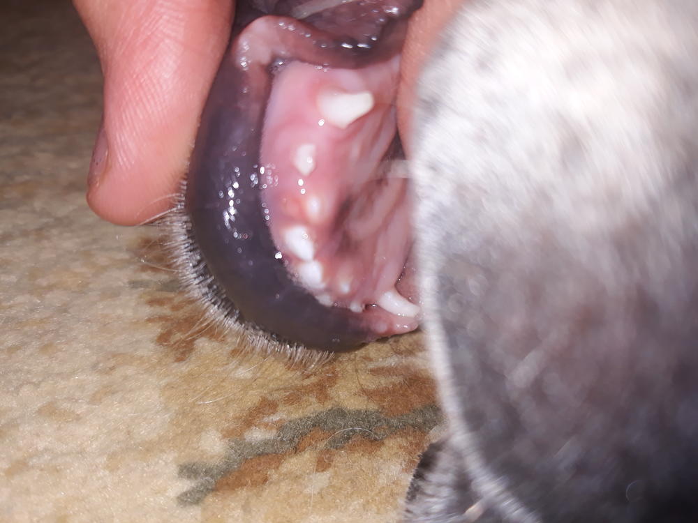 Что делать, если у собаки выпадают зубы