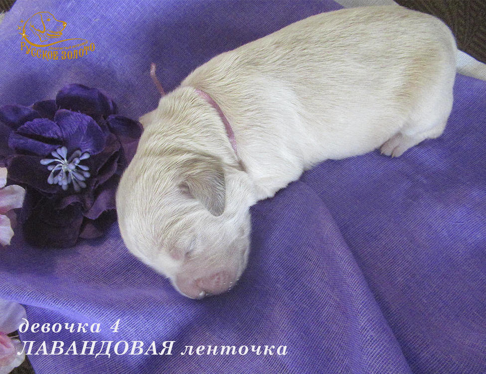 Girl4-Lavande-1.thumb.jpg.562c30d8828d39877d125d6e2a173c71.jpg