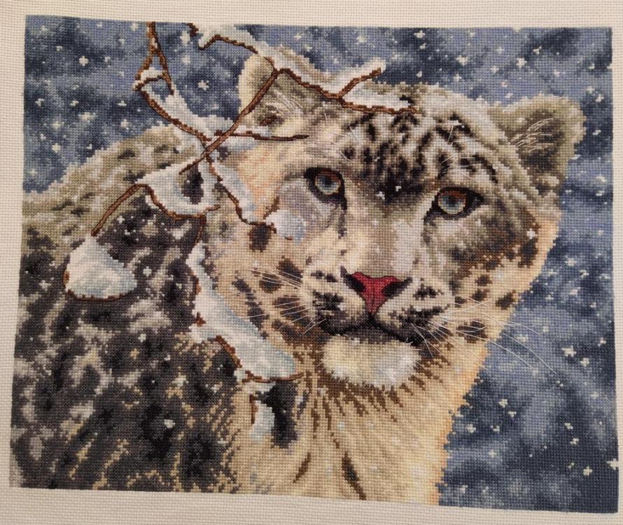 снежный барс 2.jpg