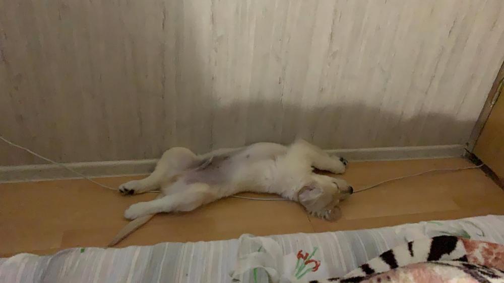 главное спать.JPG