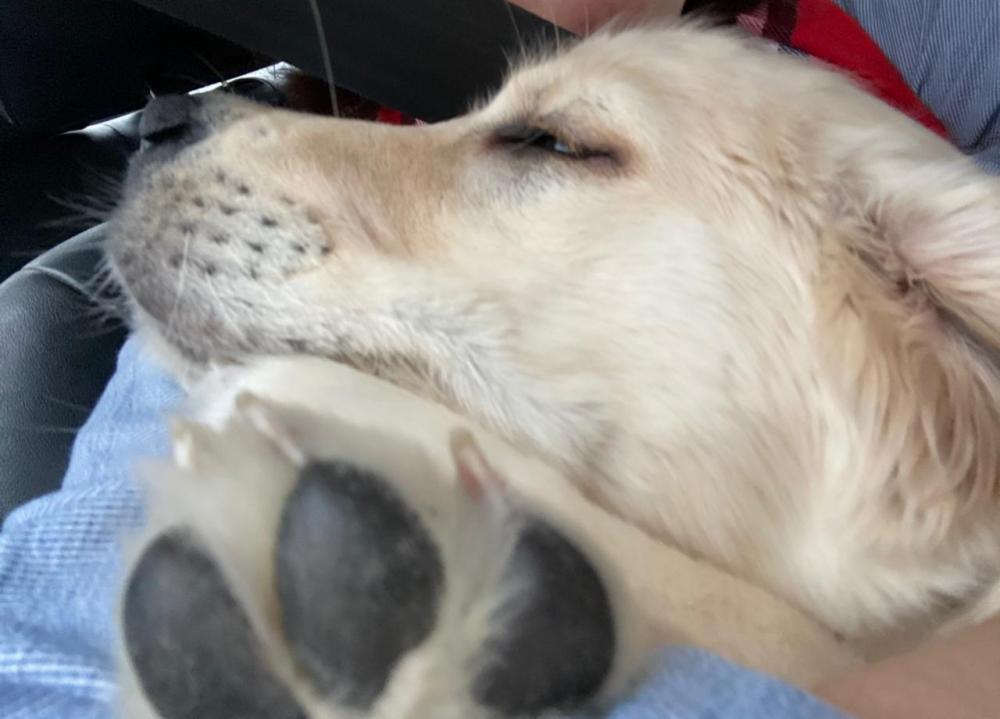 на ручках.jpg