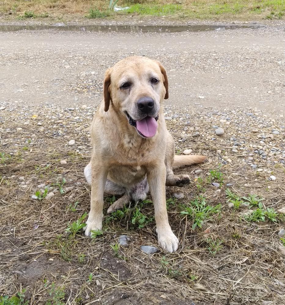 Help Retriever SPB - помощь лабрадорам в Санкт-Петербурге - Страница 3 -  Ретривер помощь - Лабрадор.ру собаки - ретриверы