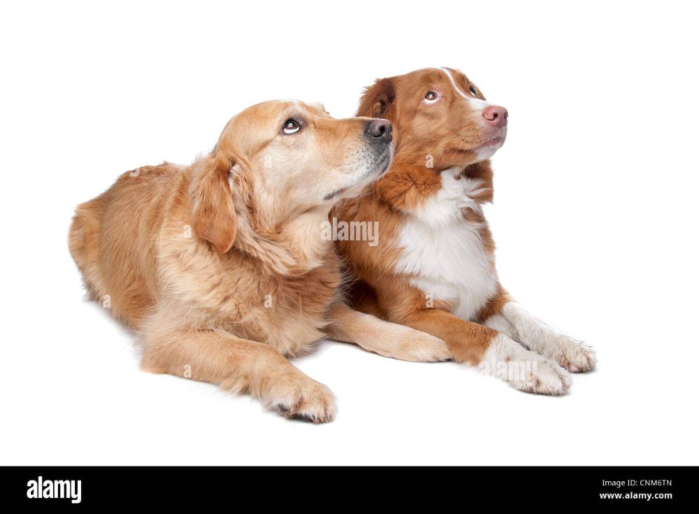 nova-scotia-duck-tolling-retriever-and-a-golden-retriever-on-a-white-CNM6TN.jpg.1049f4074be591dc068cb3a771c97e1c.jpg