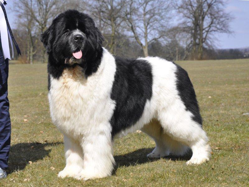landseer-landseer-newfoundland-dog-breed-001.jpg.f1663b715d3a7d54f6115f81e6265832.jpg