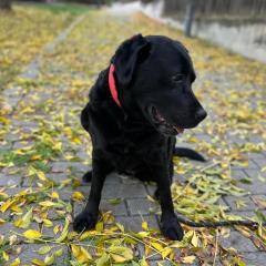 Кира-Рената