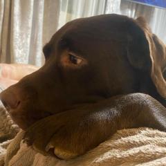 Екатерина-Тимон