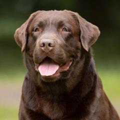 Ольга Саржина