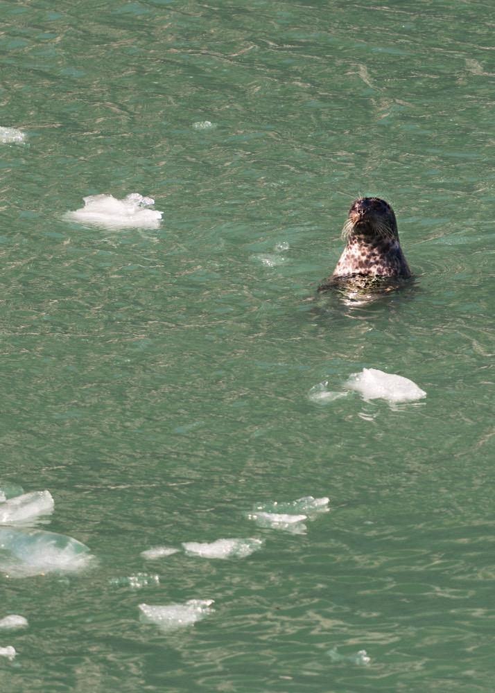 Alaska_166.jpeg.11c6d2ef6323c4c3ebe6114c05608303.jpeg