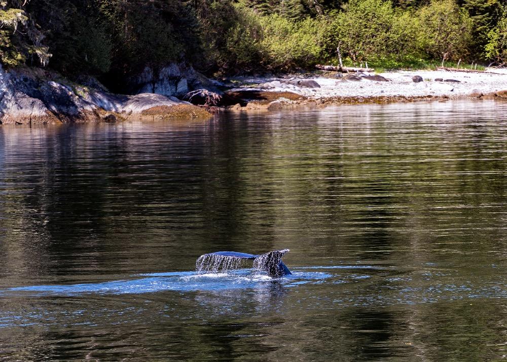 Alaska_377.jpeg.d8eebad7af9a5587dcd379a0cfcd7bd6.jpeg