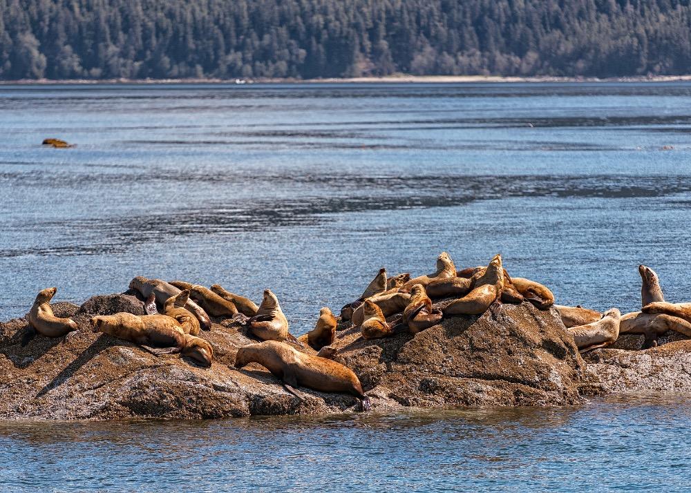 Alaska_437.jpeg.fe0206316693bc1ed5785c57f20c98ad.jpeg