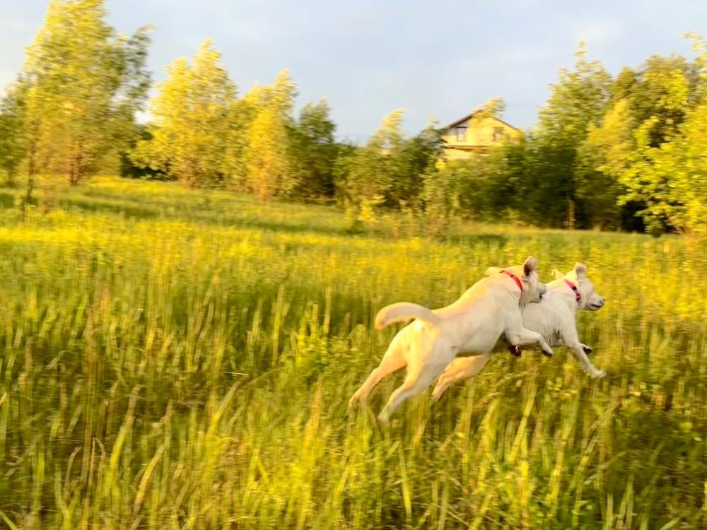 IMG_2994.jpeg.109be0a7d073d46e299855023fffe6b6.jpeg
