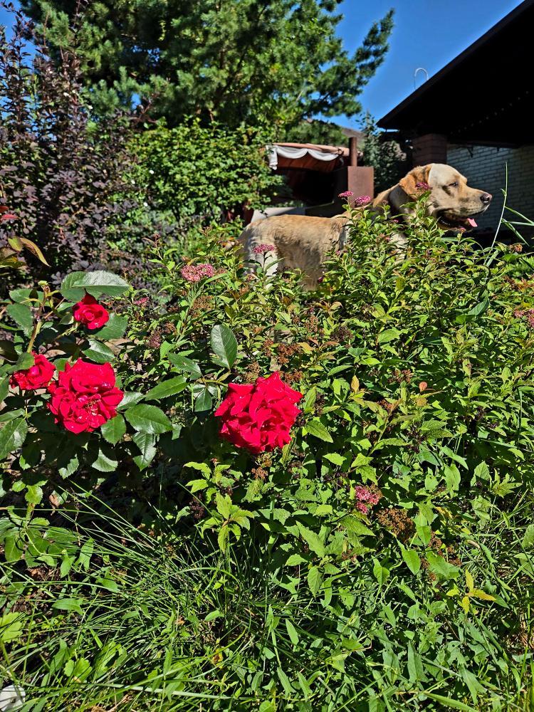 20260801_085831.jpg.e63ecd5d948982d1a0fdcc9aa0642646.jpg