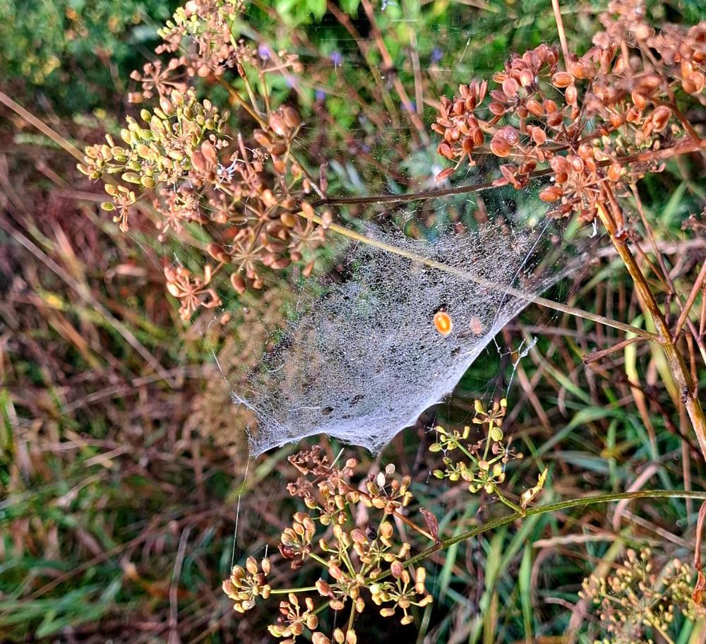 20260822_063548.jpg.81913c555a02db8cea06a0624b3fcc42.jpg