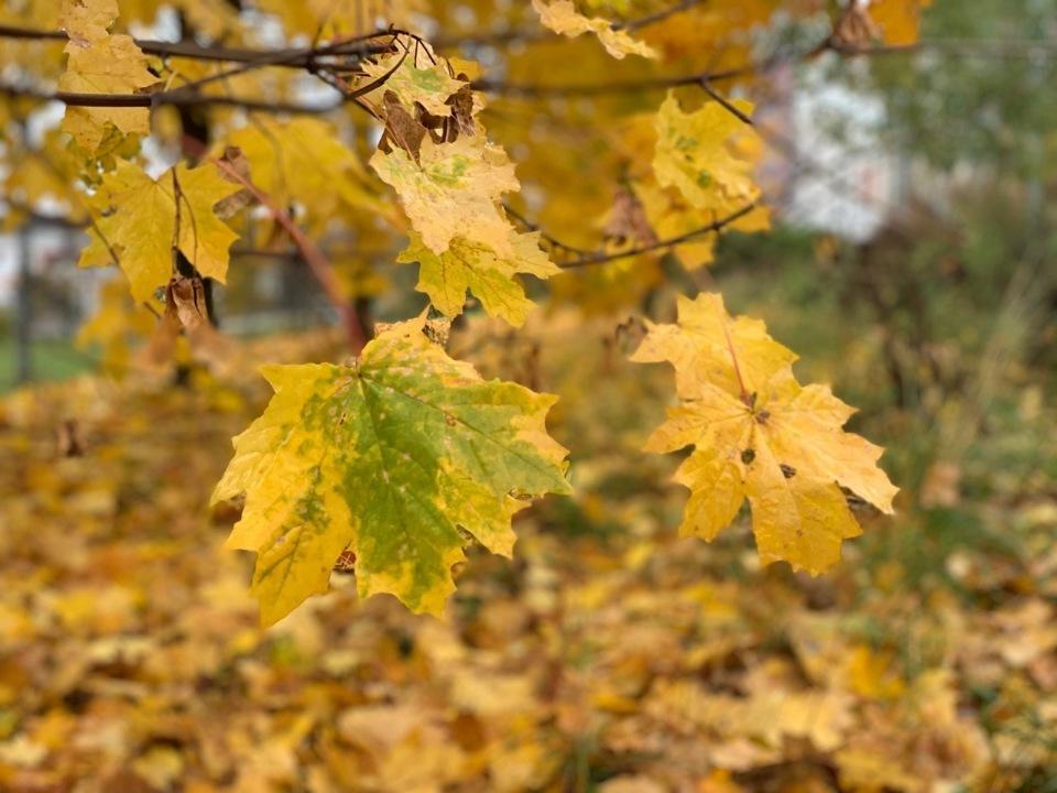 4ddf1bfc9688.jpg.65410a417467c22635385e35b3d4d4ec.jpg