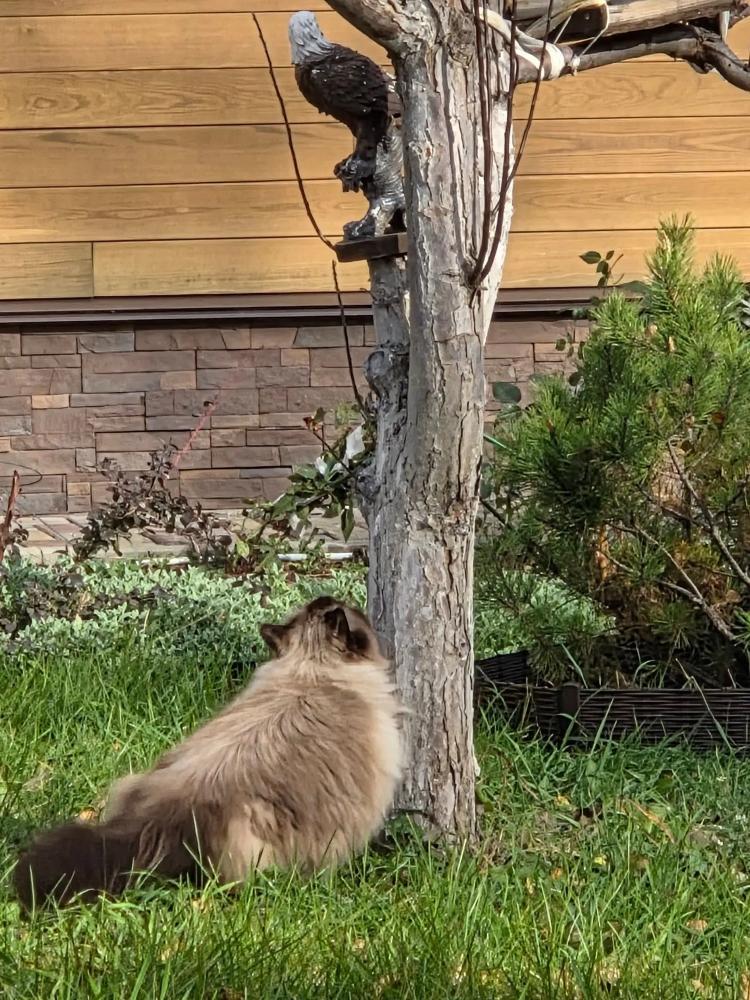 e2404315-ef6f-48c5-99cf-e8689ff650eb.jpg.8af9f80a09d9d87c9f414af3c70bf2c9.jpg