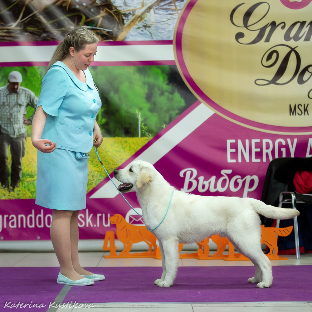 Лабрадор.ру Выставки собак